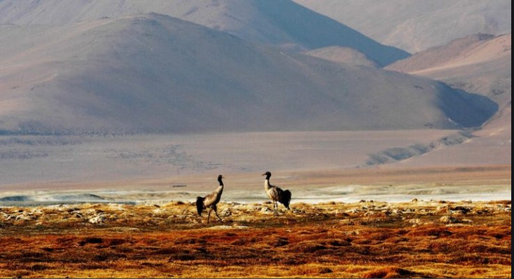 Ladakh declares black-necked crane as its state bird
